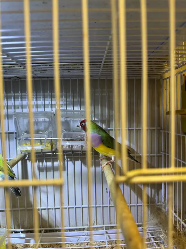 Gouldian finche  in Other in City of Toronto - Image 7
