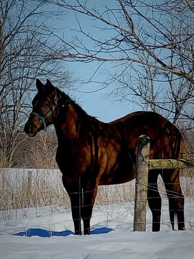 smokey black ApHC 2 yr old colt, View more