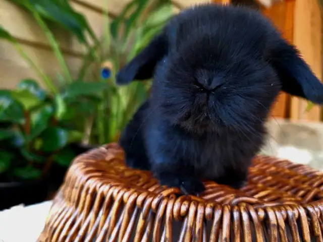 Holland Lop Rabbitry (nettle.blossom.burrows) in Small Animals for Rehoming in Delta/Surrey/Langley - Image 7