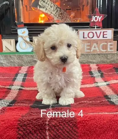 Bichonpoo puppies, View more