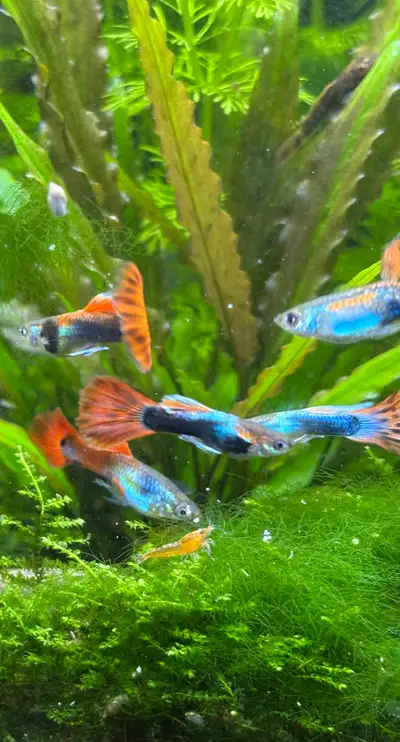 Koi cobra guppy, View more