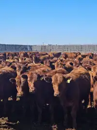 Premium Red Angus Replacement Heifers