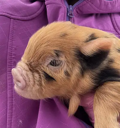 purebred kunekune piglets, View more