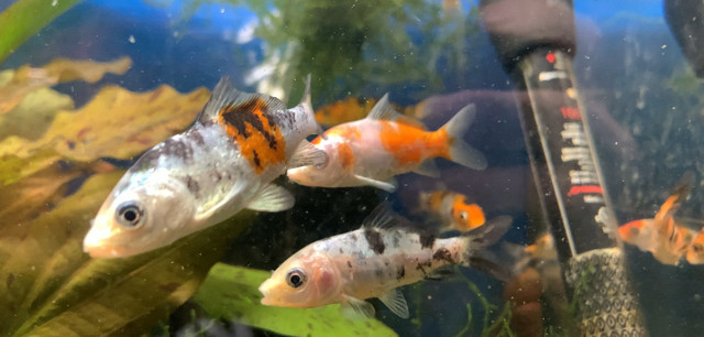 Japanese Koi• 3 inch $10 each special in Fish for Rehoming in Leamington - Image 2
