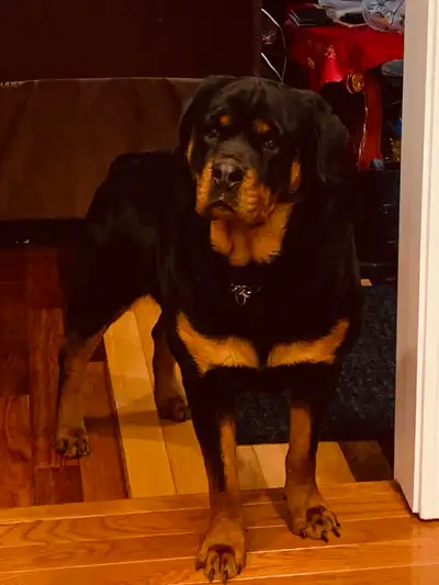  Rottweiler puppies , View more
