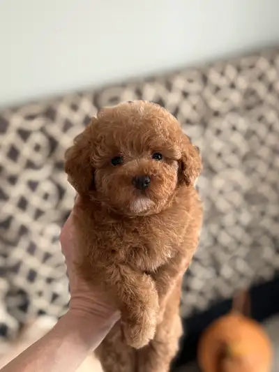 Adorable Toy Poodle Puppies – Health Tested & Home Raised!, View more