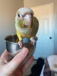 Pineapple Conure for Sale