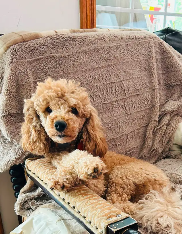 Beautiful Cavapoo Puppies in Dogs & Puppies for Rehoming in Markham / York Region - Image 7