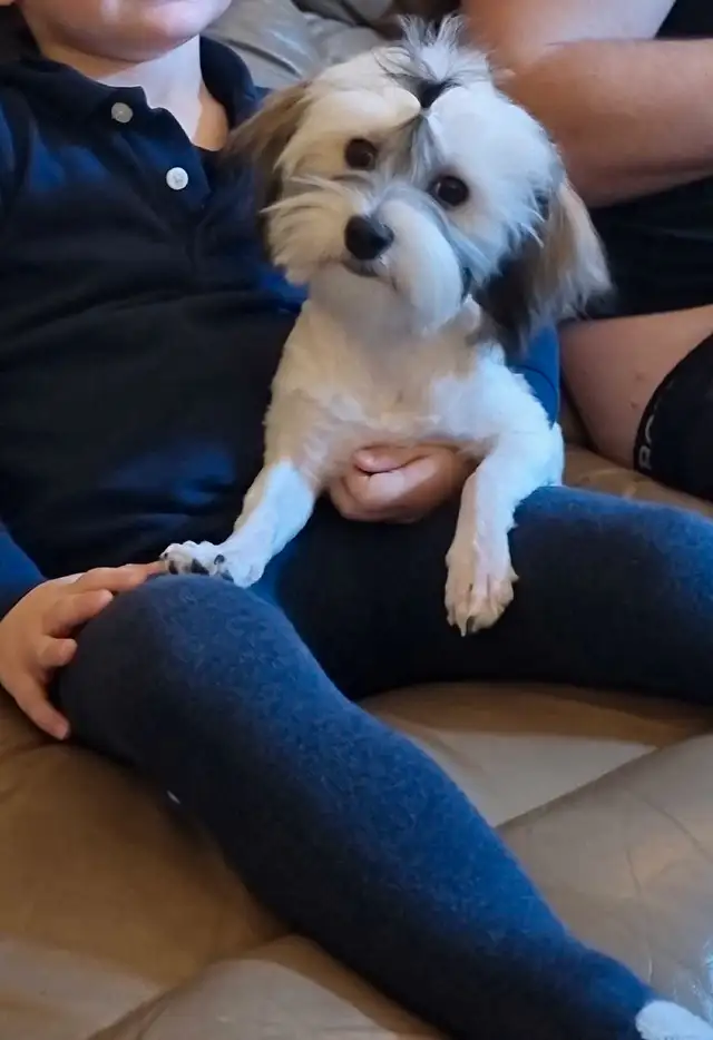 Registered Havanese in Dogs & Puppies for Rehoming in St. Catharines - Image 4