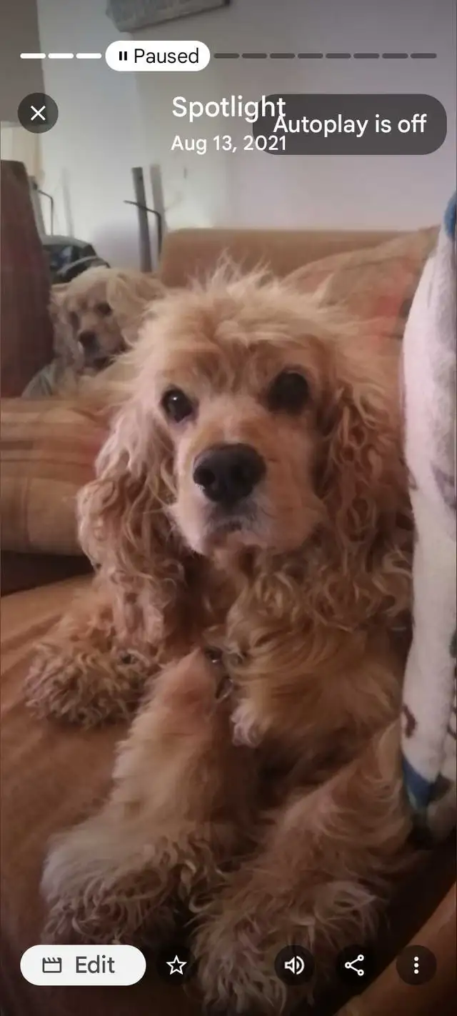 pet sitter needed