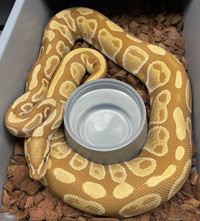 Adult Ball Pythons