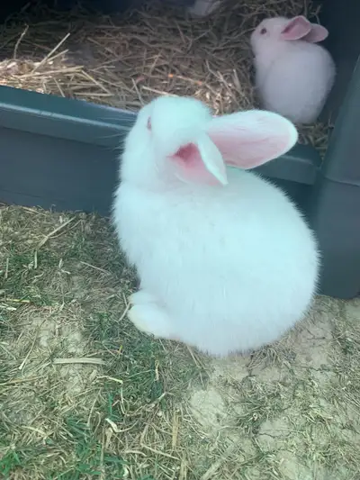 Californian x Newzland baby bunnies , View more