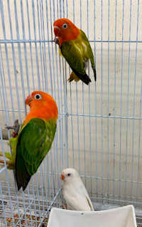 baby tamed fisher lovebird for sale at TT pets
