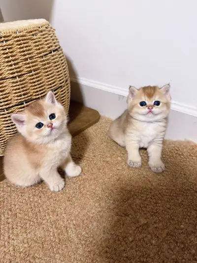British Shorthair Kitten – Looking for a Loving Home, View more