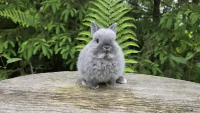 Bébés lapins nains néerlandais disponible pour l'adoption. Ils sont très curieux, affectueux et ils...