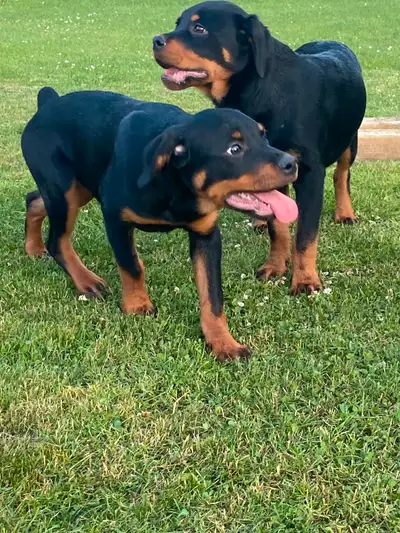 *Female Rottweiler puppies* 1 left!, View more