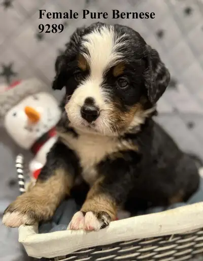 CKC Registered Bernese Mountain Dog Puppies - 2 females left, View more