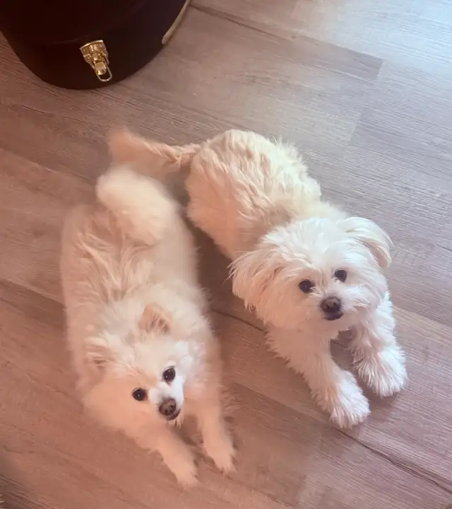 ❤️ URGENT: TEMPORARY FOSTER HOME NEEDED — TWO LITTLE DOGS ❤️
