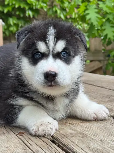 We have a litter of beautiful, healthy husky puppies are looking for forever homes! They can go arou...