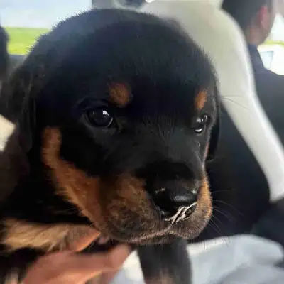 Purebred Rottweiler Puppy – Ready for a Loving Home, View more