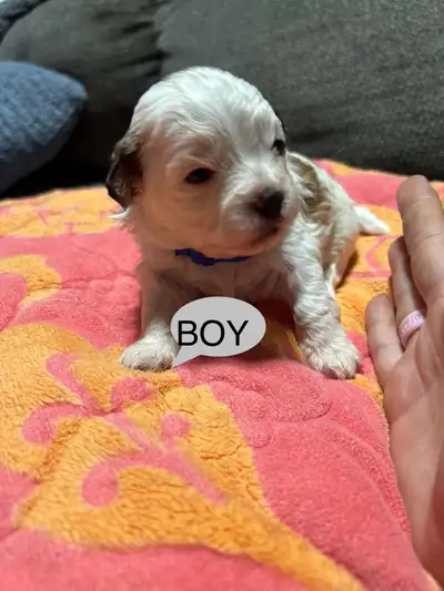 shitzu puppies , View more
