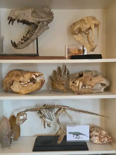 Genuine and rare fossil sales - ESTATE, View more