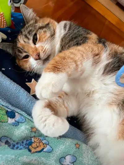 Minette de 10 ans qui cherche une nouvelle famille sérieuse pour prendre soin d’elle. Très affectueu...