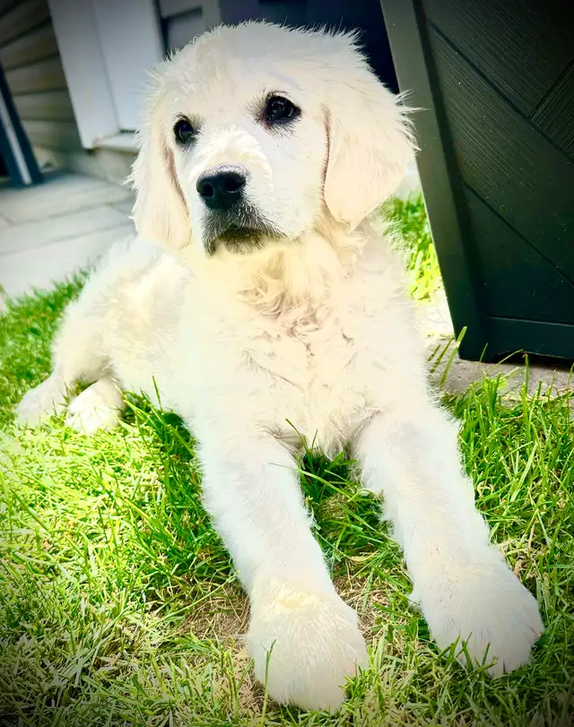 English Cream Golden Retriever Puppies CKC registered in Dogs & Puppies for Rehoming in Oakville / Halton Region - Image 8