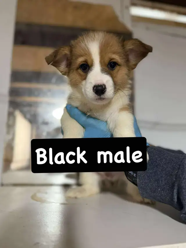 Pembroke Welsh Corgi in Dogs & Puppies for Rehoming in City of Toronto - Image 3