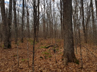 grand terrain laurentides potentiel petite érablière