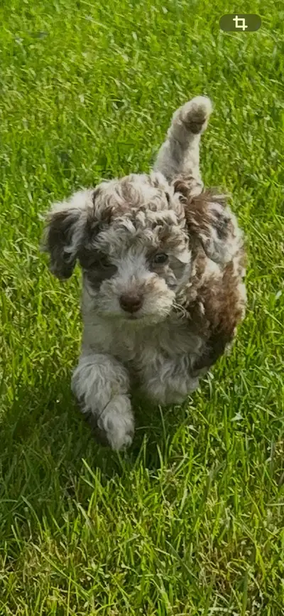 Tiny toy poodle puppies, View more