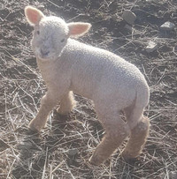 Babydoll Registered Lamb Ram