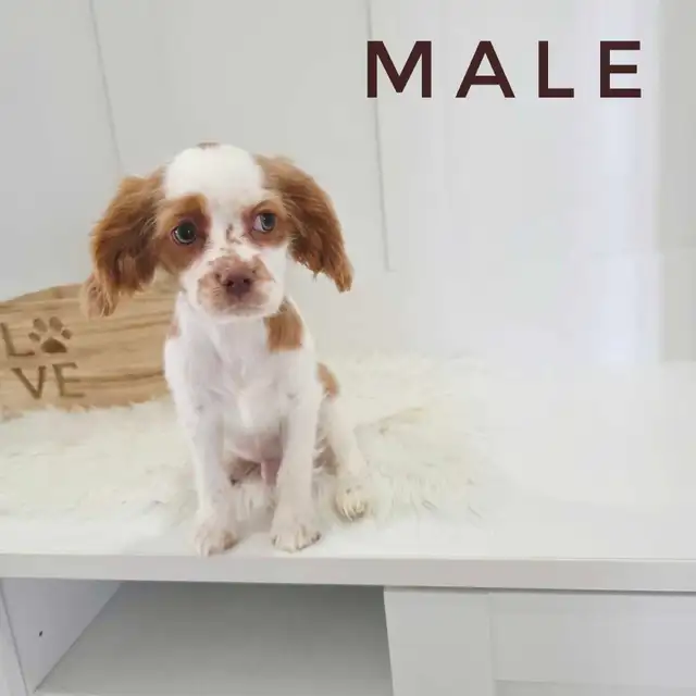 Cavalier King Charles x Puppies - last boy! in Dogs & Puppies for Rehoming in Mississauga / Peel Region - Image 4