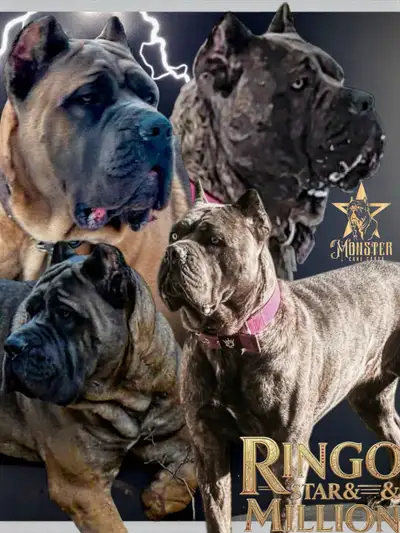 Cane Corso Puppies-Limited availability!, View more