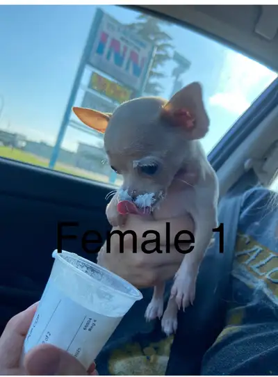 Tiny apple head chihuahua, View more