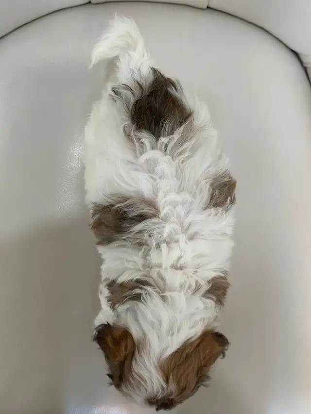 Malshi Puppies (Shih Tzu/Maltese) in Dogs & Puppies for Rehoming in City of Toronto - Image 7