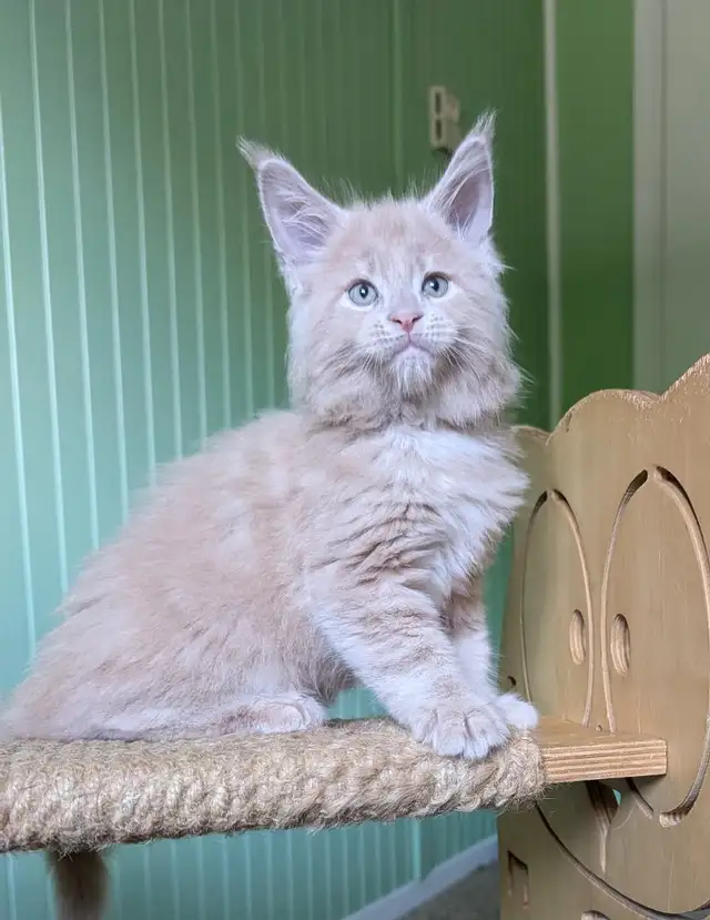 Cream big maine coon kitten in Cats & Kittens for Rehoming in Moncton - Image 4