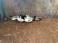 Call ducks