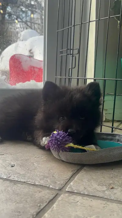 Pomeranian x Border Collie Puppies – Ready for Loving Homes, View more