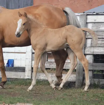 Palomino son of Slye By Design out of a Famous Bugs daughter, View more