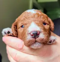Stunning Goldendoodle F1bb puppies