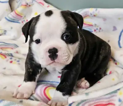 Canadian Bulldogs, View more