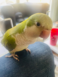 Adorable and sweet baby Quaker parakeets with deluxe cage!