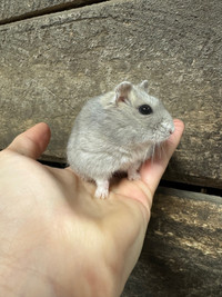 Belle hamster miniature MISTY Gatineau Ottawa / Gatineau Area Preview