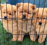 Chow chow chiot pure race