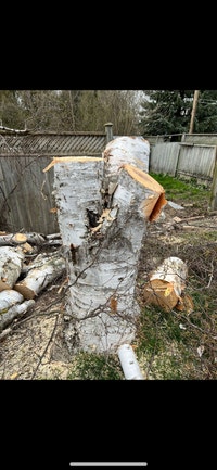 SPRING TREE  Removal Oshawa / Durham Region Toronto (GTA) Preview