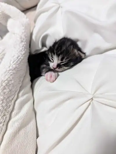 Adorable kittens ready for new home., View more