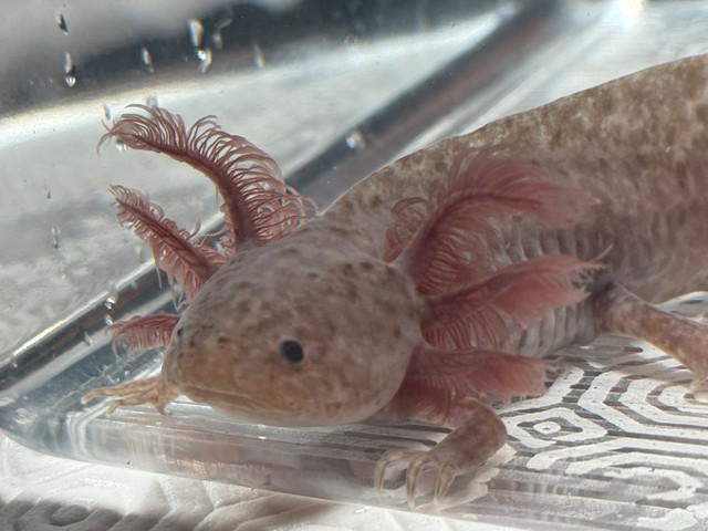 REAL Reputable Axolotl Breeder dans Reptiles et amphibiens à adopter  à Chibougamau / Nord-du-Québec - Image 4