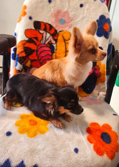 Beatiful Chihuahua pair puppies Different parents 1 male gold color green eyes 2nd July 2024 4.5 lb...