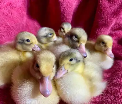 Purebred Ducklings & Hatching Eggs - Preorder Spring 2026, View more